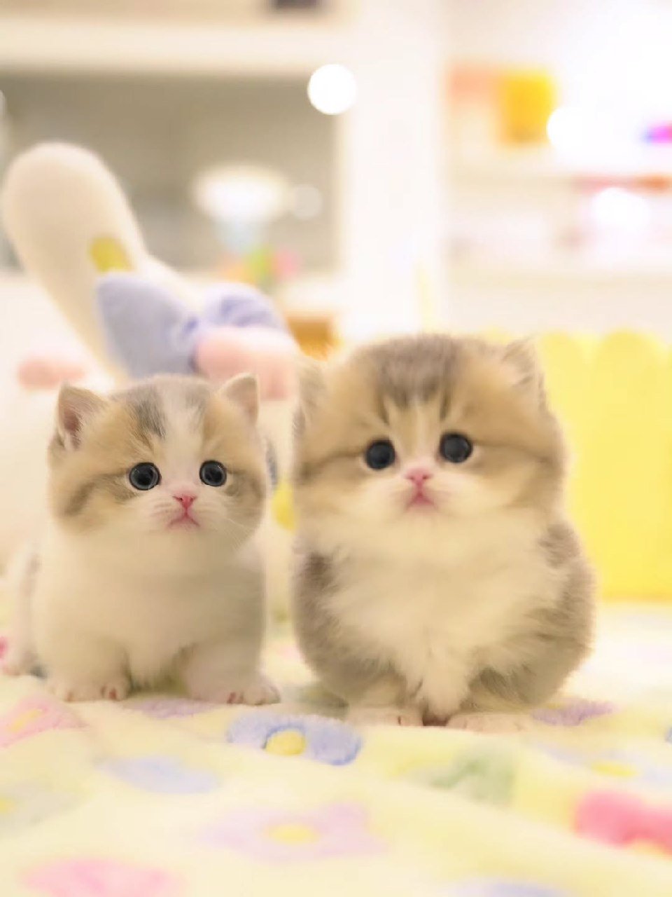 Beautiful Munchkin cat